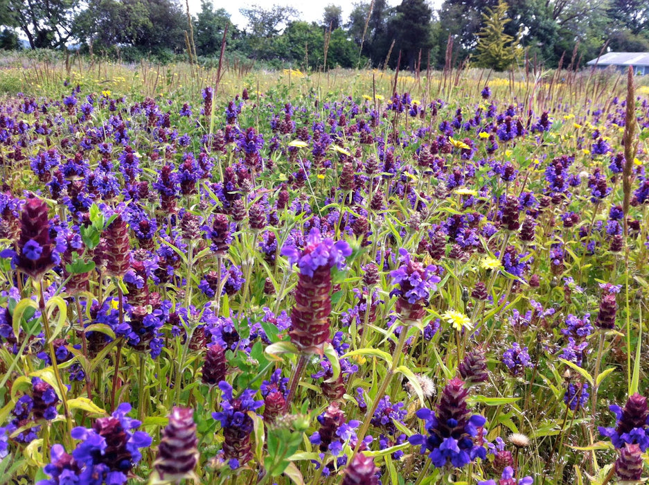 self heal plant seeds Self-Heal Seeds (Prunella vulgaris)