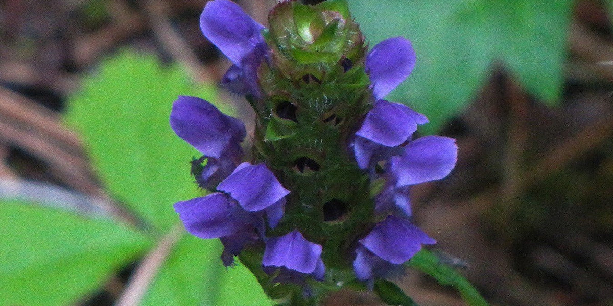 Self-Heal Seeds (Prunella vulgaris)