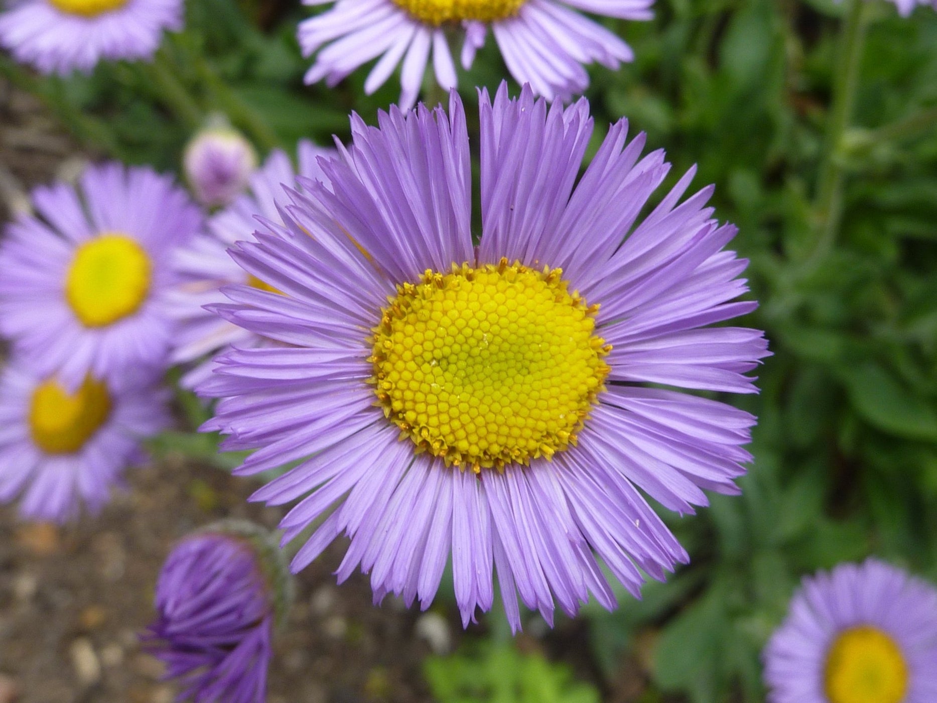 Showy Fleabane Seeds (Erigeron speciosus) — Northwest Meadowscapes