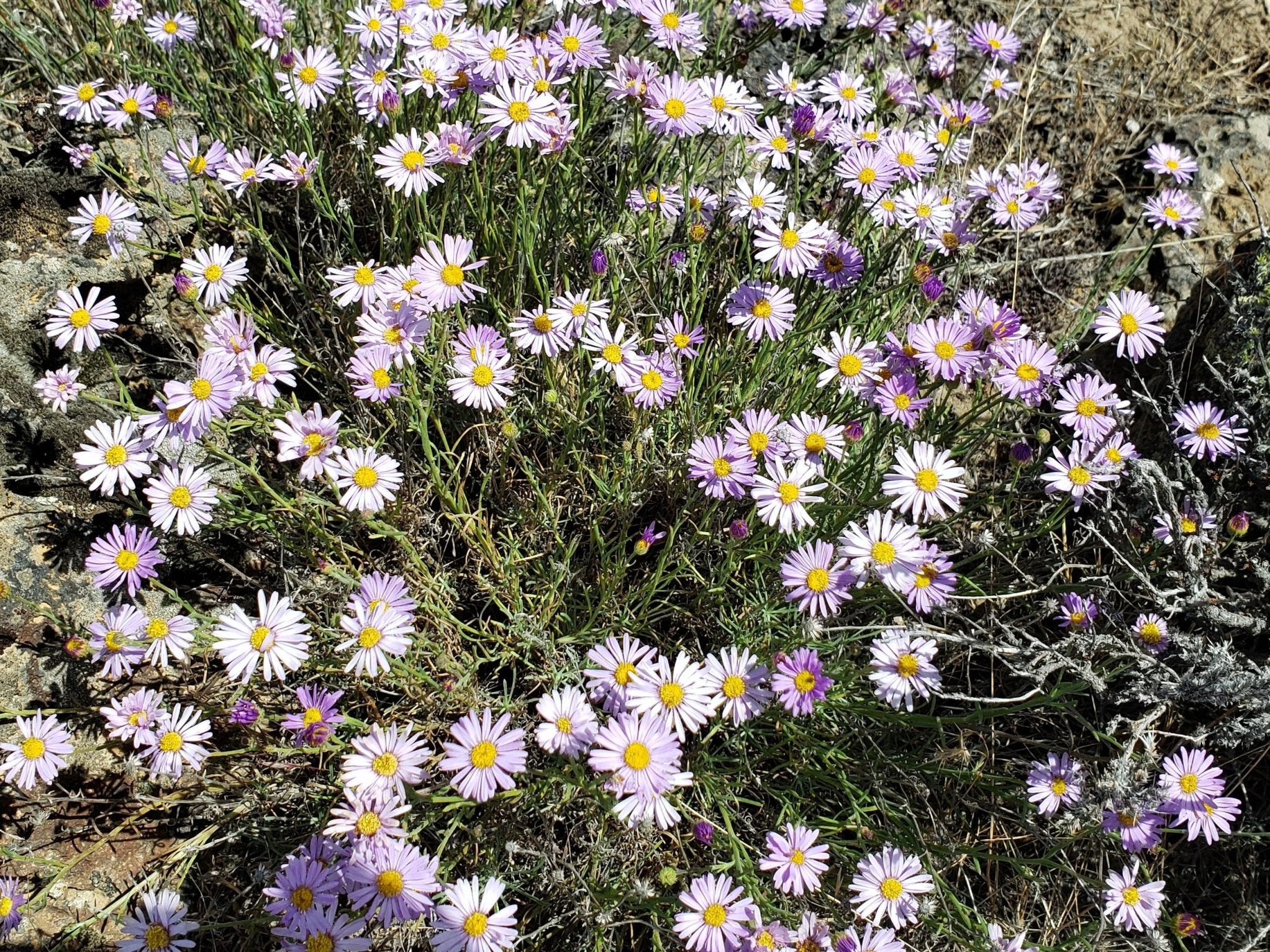 Showy Fleabane Seeds (Erigeron speciosus) — Northwest Meadowscapes