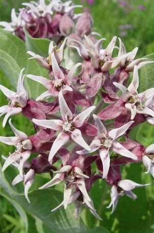 planting showy milkweed seeds Showy Milkweed Seeds (Asclepias speciosa) — Northwest Meadowscapes