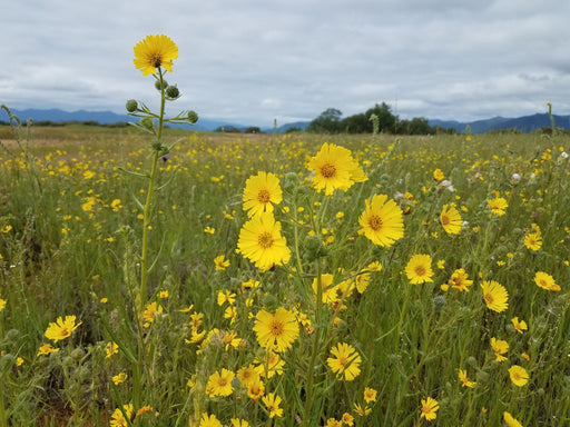 Showy Tarweed Seeds (Madia elegans) - Northwest Meadowscapes