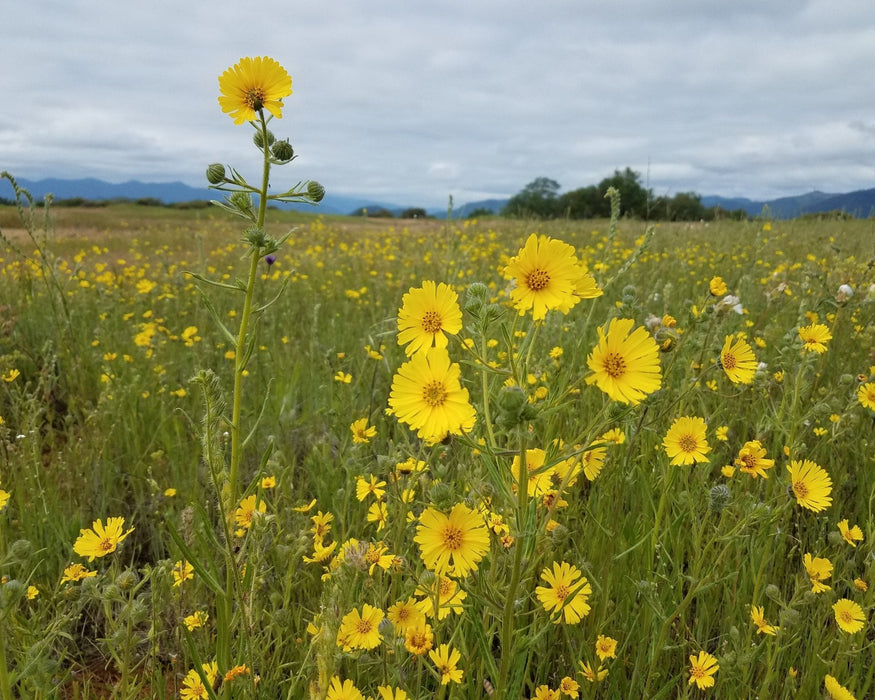 Showy Tarweed Seeds (Madia elegans) - Northwest Meadowscapes