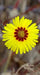 Showy Tarweed Seeds (Madia elegans) - Northwest Meadowscapes