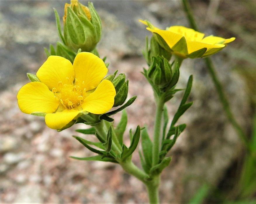 Slender Prairie Cinquefoil Seeds (Potentilla gracilis) - Northwest Meadowscapes
