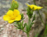 Slender Prairie Cinquefoil Seeds (Potentilla gracilis) - Northwest Meadowscapes
