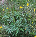 Slender Prairie Cinquefoil Seeds (Potentilla gracilis) - Northwest Meadowscapes