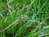Slough Sedge Seeds (Carex obnupta) - Northwest Meadowscapes