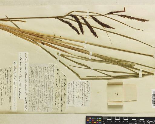 Slough Sedge Seeds (Carex obnupta) - Northwest Meadowscapes