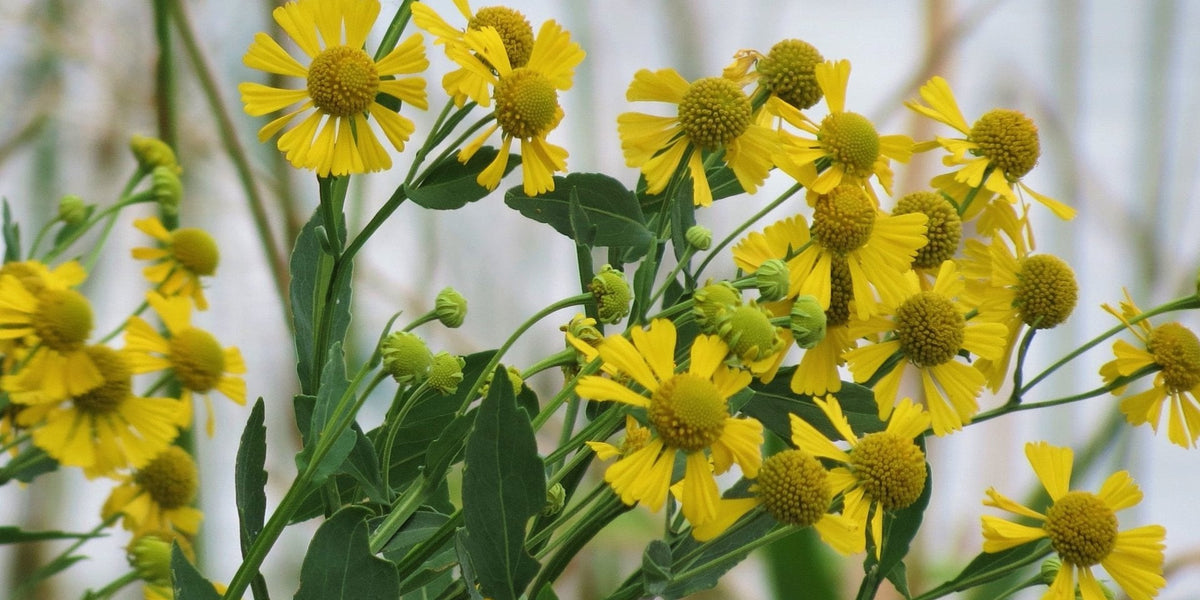 helenium flower seeds Sneezeweed Seeds (Helenium autumnale) — Northwest Meadowscapes