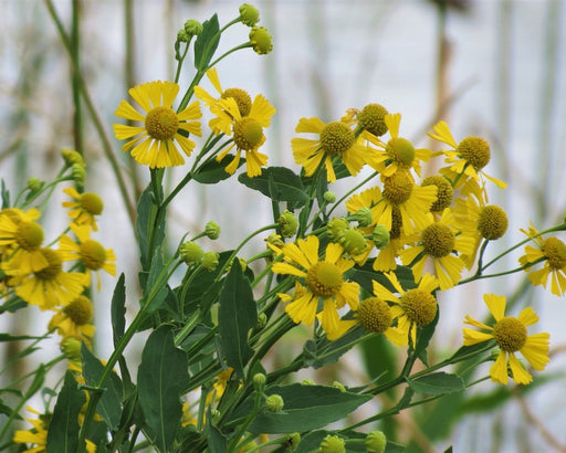 Sneezeweed Seeds (Helenium autumnale) - Northwest Meadowscapes