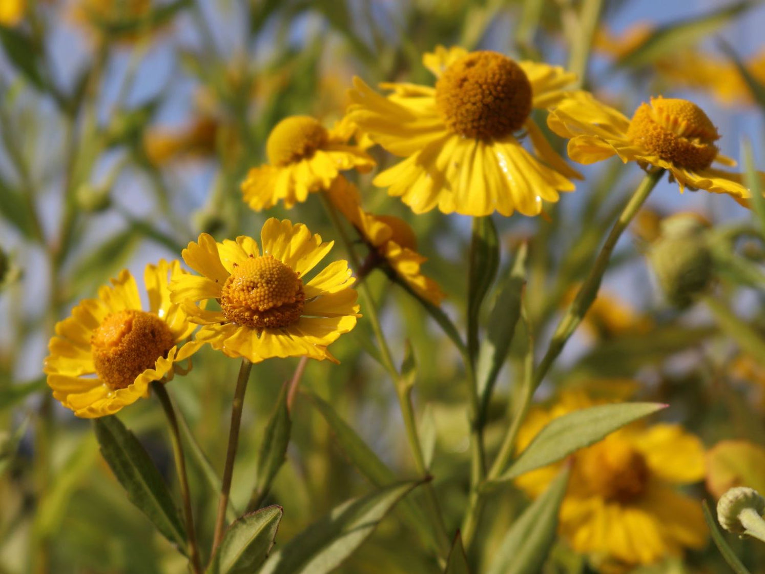 Sneezeweed Seeds (Helenium autumnale) — Northwest Meadowscapes