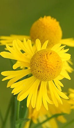 helium plant seeds Sneezeweed Seeds (Helenium autumnale) — Northwest Meadowscapes