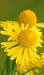 Sneezeweed Seeds (Helenium autumnale) - Northwest Meadowscapes