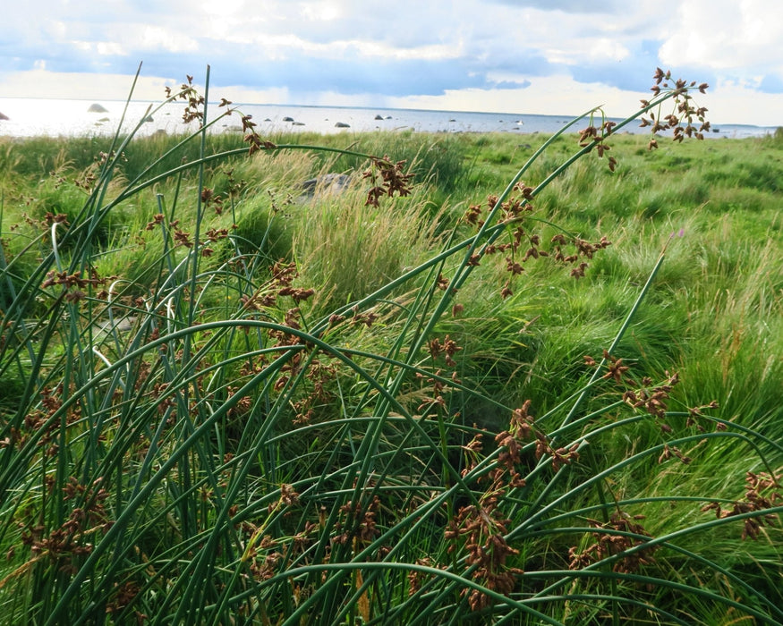 Softstem Bulrush Seeds (Schoenoplectus tabernaemontani) - Northwest Meadowscapes