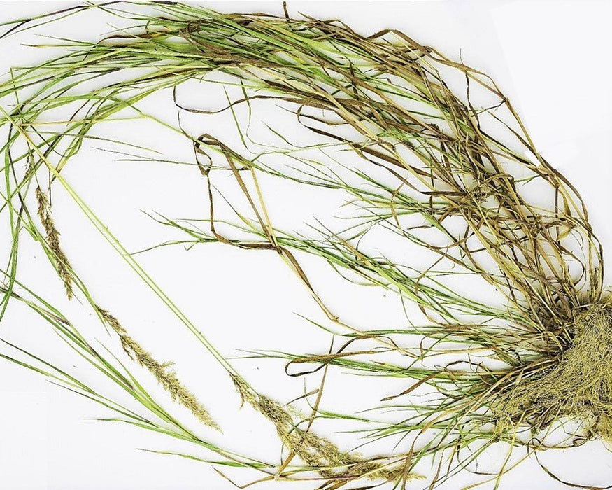 Spike Bentgrass Seeds (Agrostis exarata)