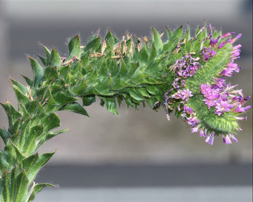 Spike Primrose Seeds (Epilobium densiflorum)