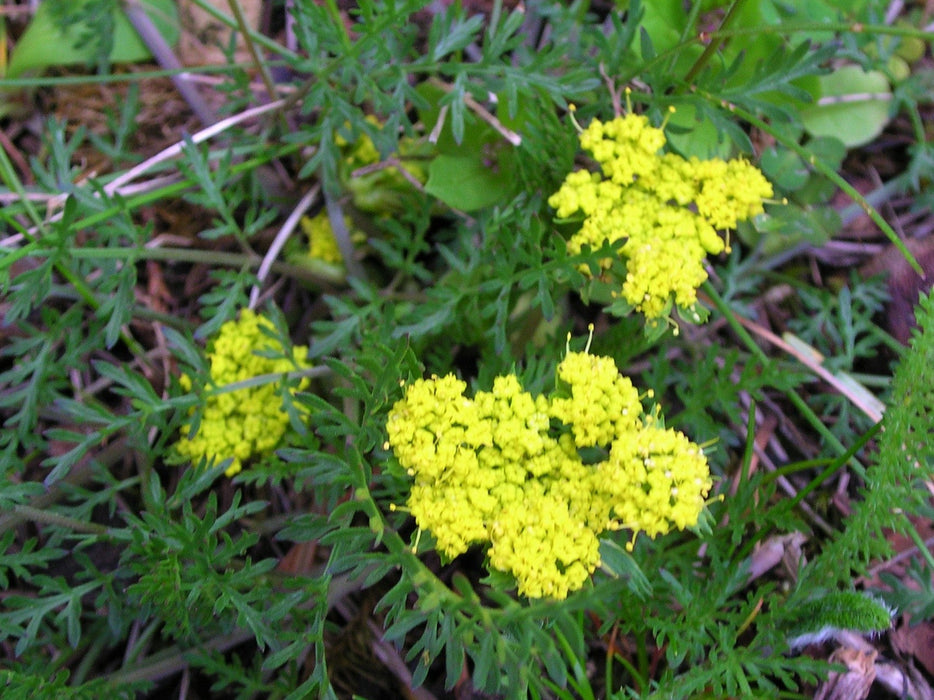 Spring Gold Seeds (Lomatium utriculatum) — Northwest Meadowscapes