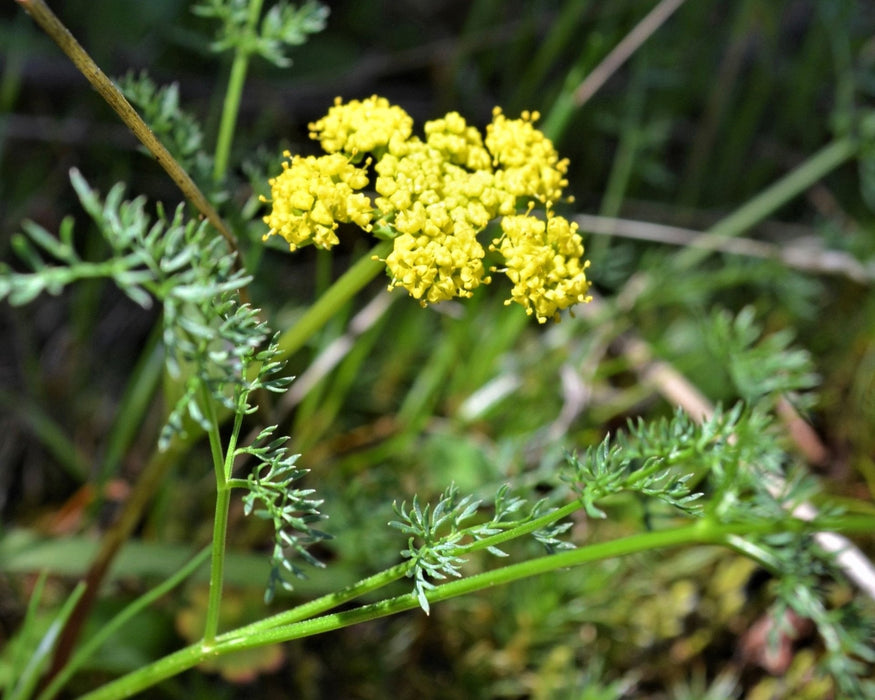 Spring Gold Seeds (Lomatium utriculatum)