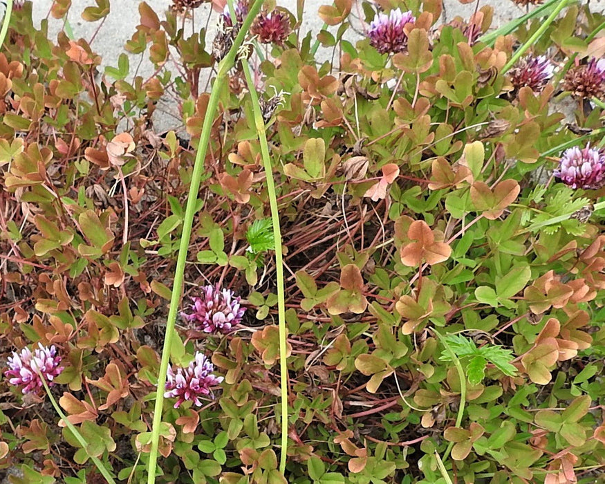 four leaf clover plant seeds Springbank Clover Seeds (Trifolium wormskioldii) — Northwest Meadowscapes