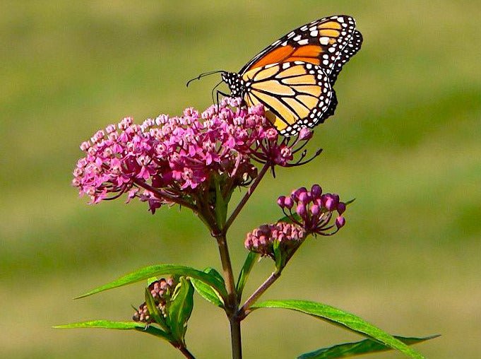 Swamp Milkweed Seeds (Asclepias incarnata)