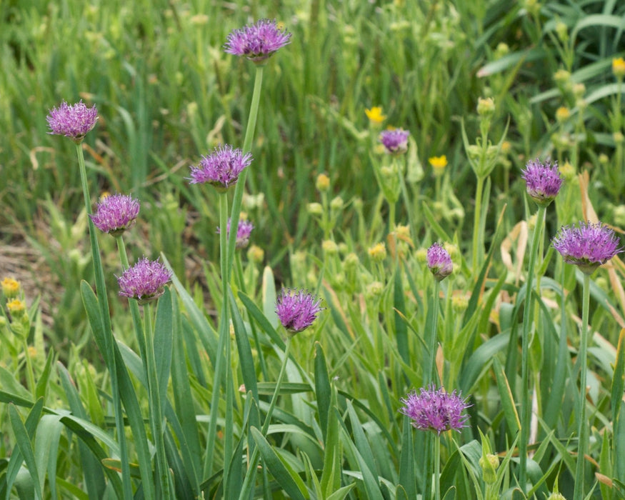 onion seed flower Swamp Onion Seeds (Allium validum)