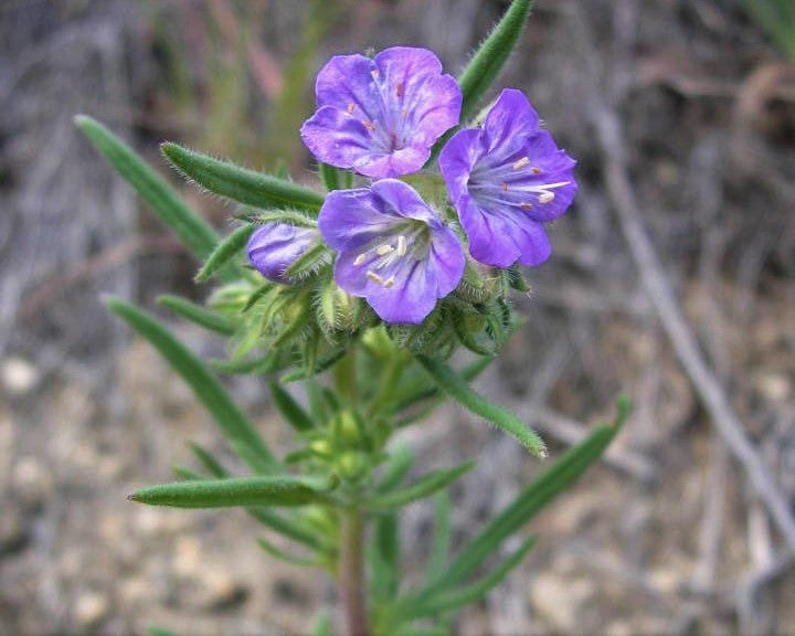 purple plant seeds Threadleaf Phacelia Seeds (Phacelia linearis) — Northwest Meadowscapes