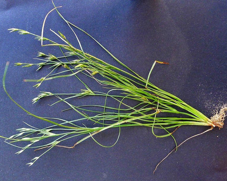 Toad Rush Seeds (Juncus bufonius)