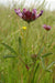 Tomcat Clover Seeds (Trifolium willdenovii) - Northwest Meadowscapes
