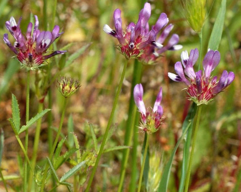 Tomcat Clover Seeds (Trifolium willdenovii)