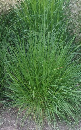 Tufted Hairgrass Seeds (Deschampsia cespitosa)