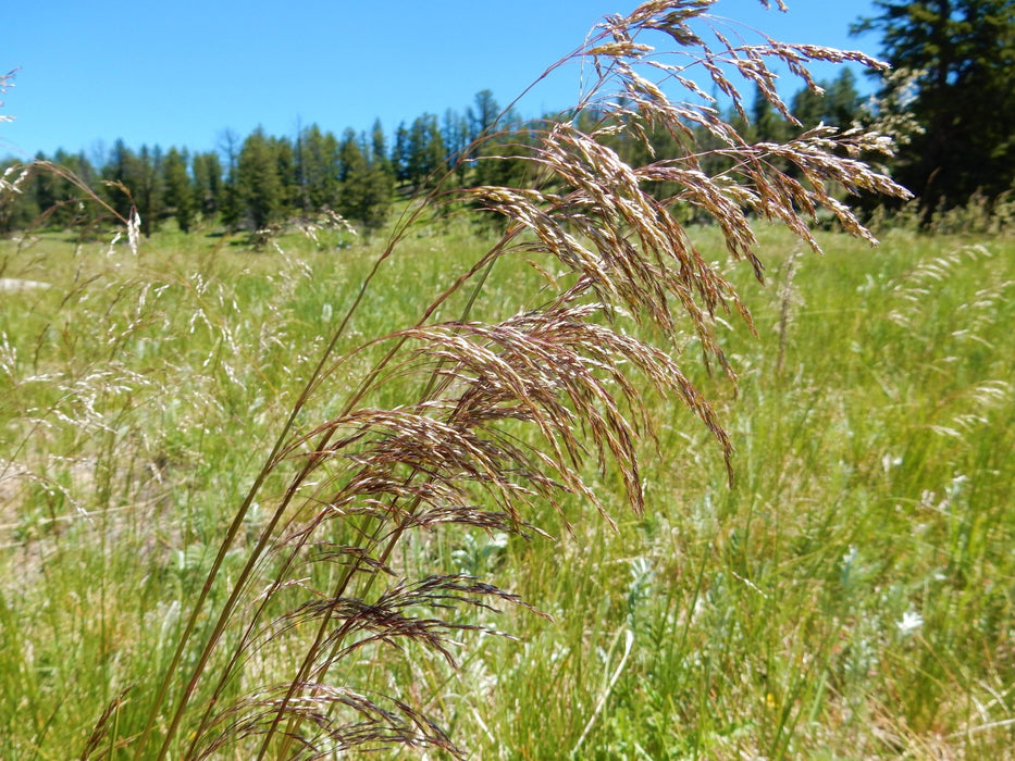 Tufted Hairgrass Seeds (Deschampsia cespitosa)