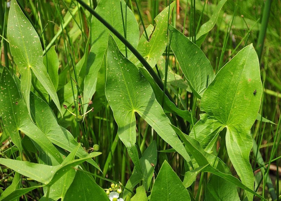 Wapato Seeds (Sagittaria latifolia)