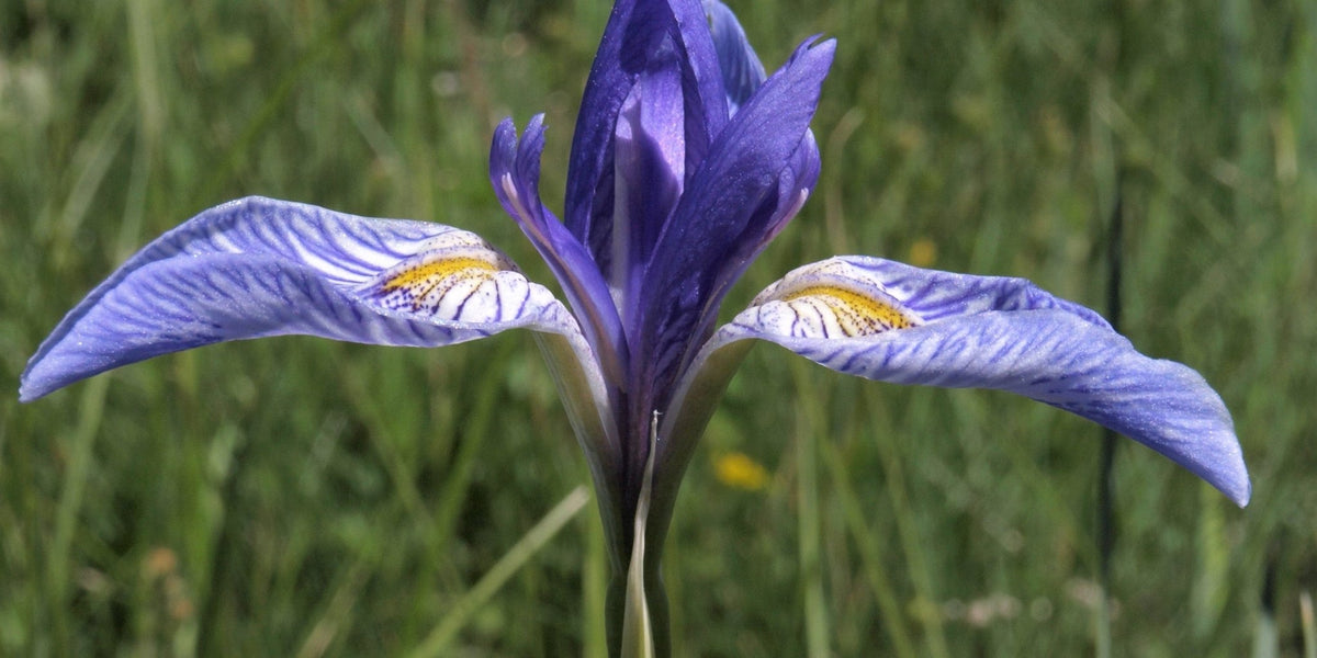 IRIS missouriensis (Wild Blue Iris) – MySeedsCo