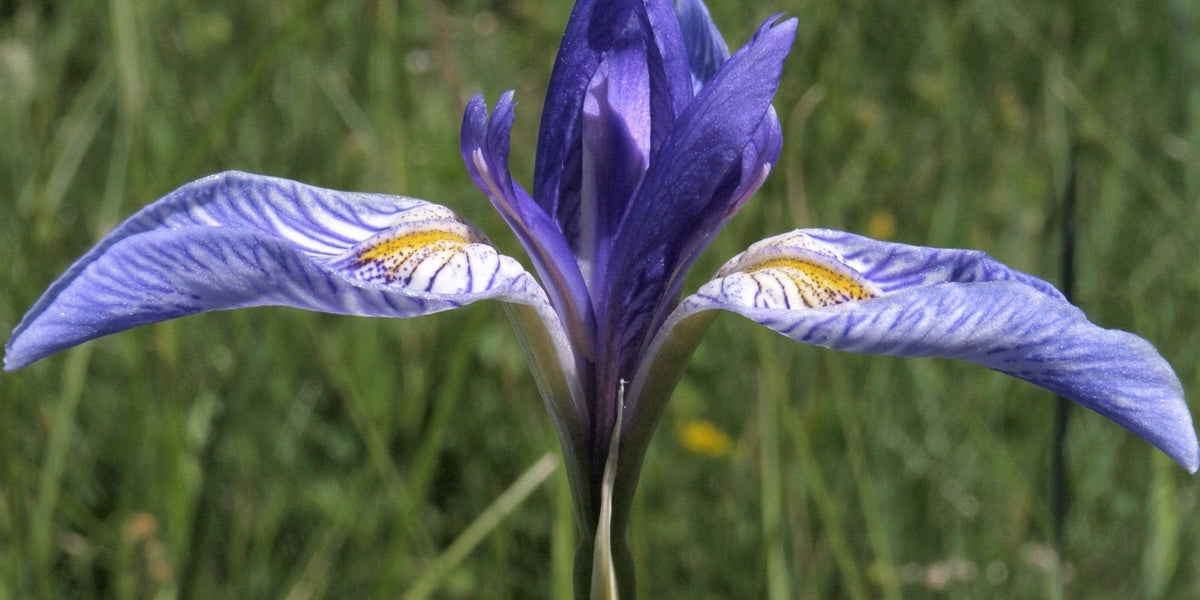 planting wild iris seeds Wild Blue Iris Seeds (Iris missouriensis)