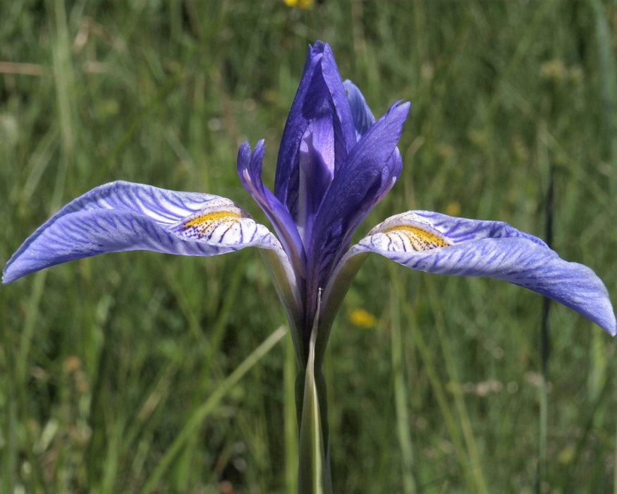 Wild Blue Iris Seeds (Iris missouriensis)