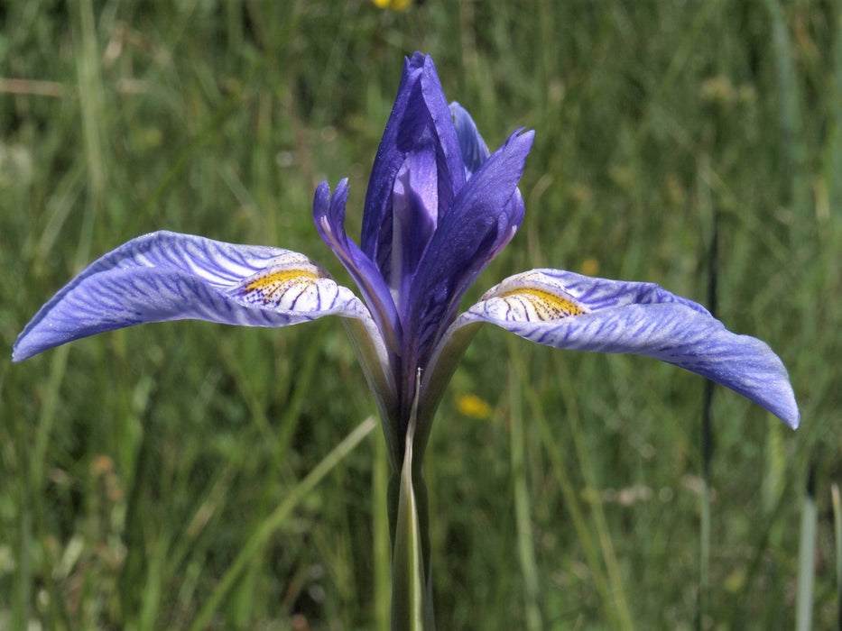 Western Blue Iris Seeds (Iris missouriensis)