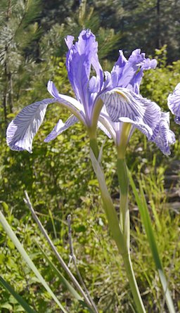 planting wild iris seeds Wild Blue Iris Seeds (Iris missouriensis) — Northwest Meadowscapes
