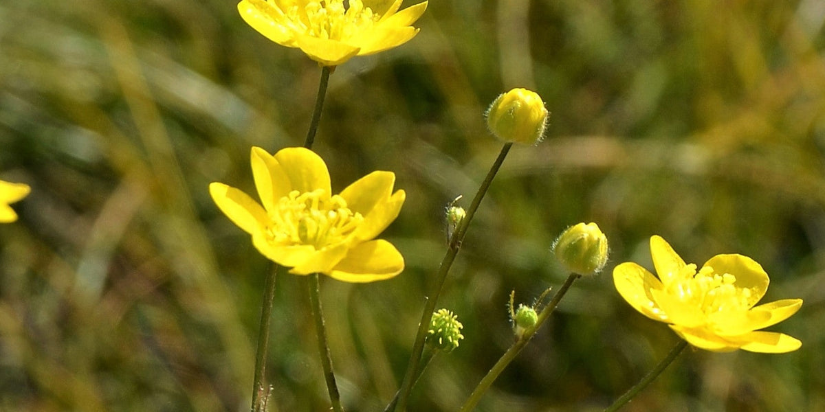 Western Buttercup Seeds (Ranunculus occidentalis) — Northwest Meadowscapes