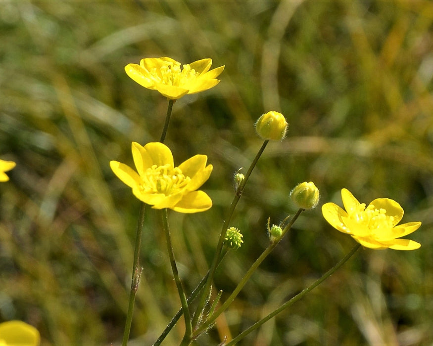 buttercup flower seeds Western Buttercup Seeds (Ranunculus occidentalis)