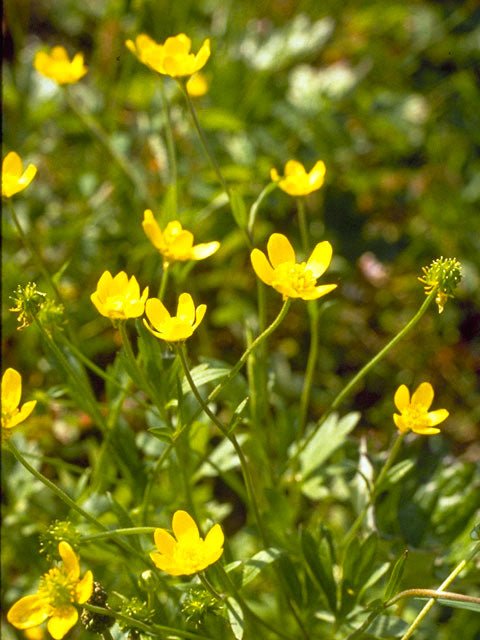 yellow buttercup flower seeds Western Buttercup Seeds (Ranunculus occidentalis)