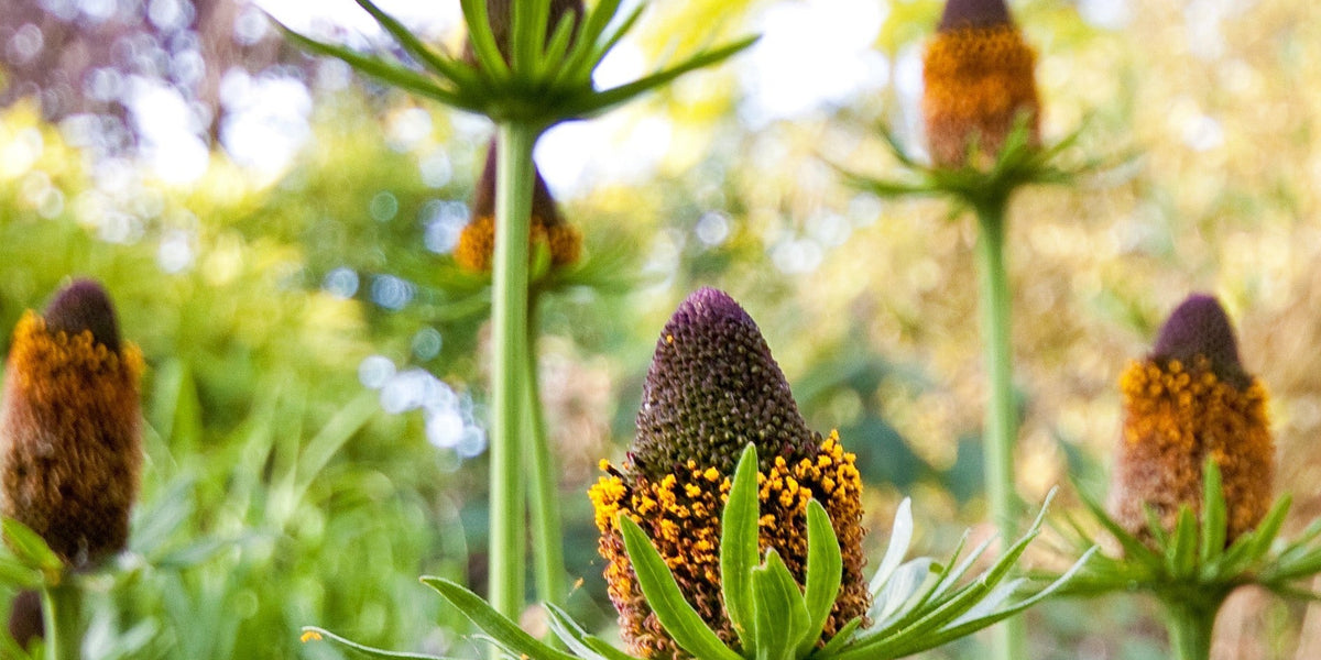 plant coneflower seeds Western Coneflower Seeds (Rudbeckia occidentalis) — Northwest Meadowscapes