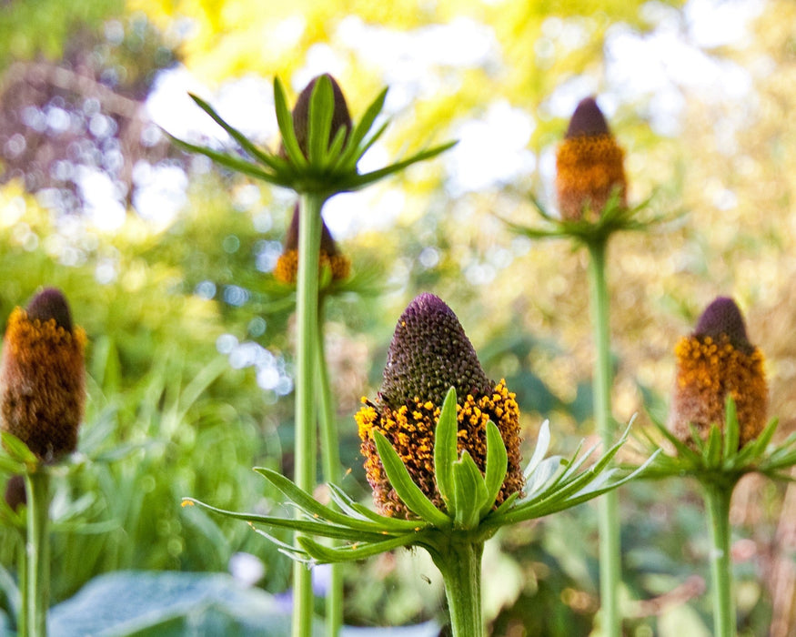 cone flower seeds Western Coneflower Seeds (Rudbeckia occidentalis) — Northwest Meadowscapes