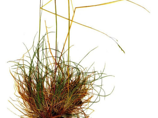 Western Fescue Seeds (Festuca occidentalis) - Northwest Meadowscapes
