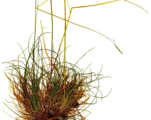 Western Fescue Seeds (Festuca occidentalis) - Northwest Meadowscapes