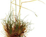 Western Fescue Seeds (Festuca occidentalis) - Northwest Meadowscapes