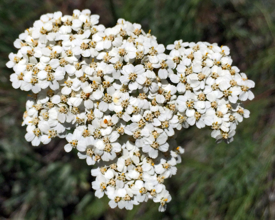 Western Yarrow Seeds (Achillea millefolium)