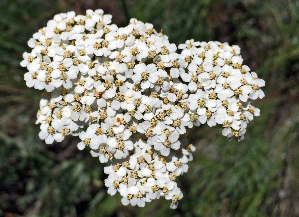 Western Yarrow Seeds (Achillea millefolium)