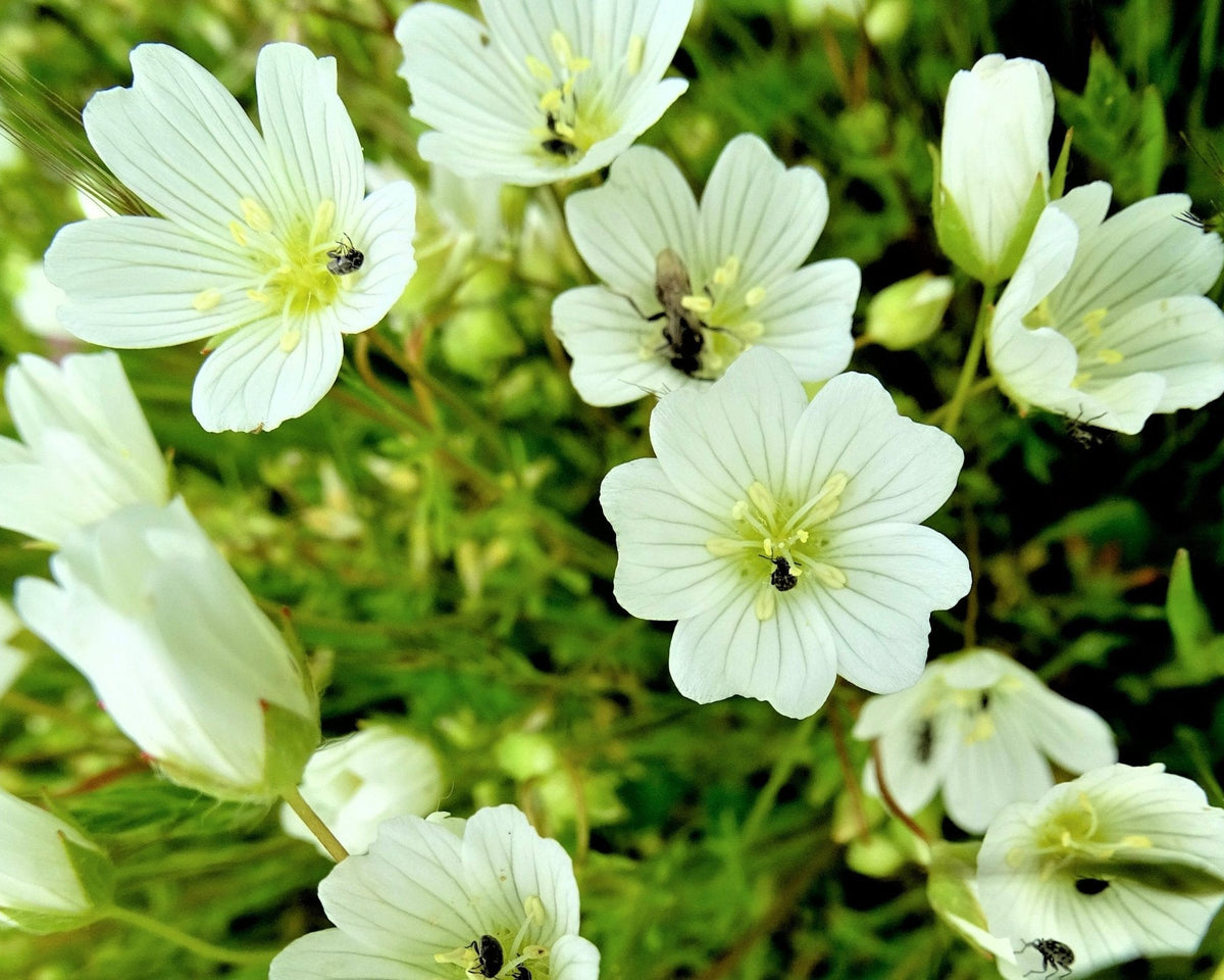 foam flower seeds White Meadowfoam Seeds (Limnanthes alba) — Northwest Meadowscapes