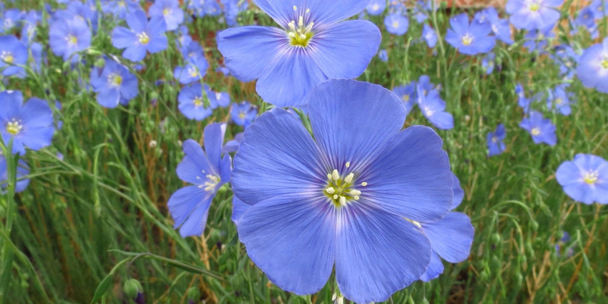lin lan flower seeds for sale Wild Blue Flax Seeds (Linum lewisii) — Northwest Meadowscapes